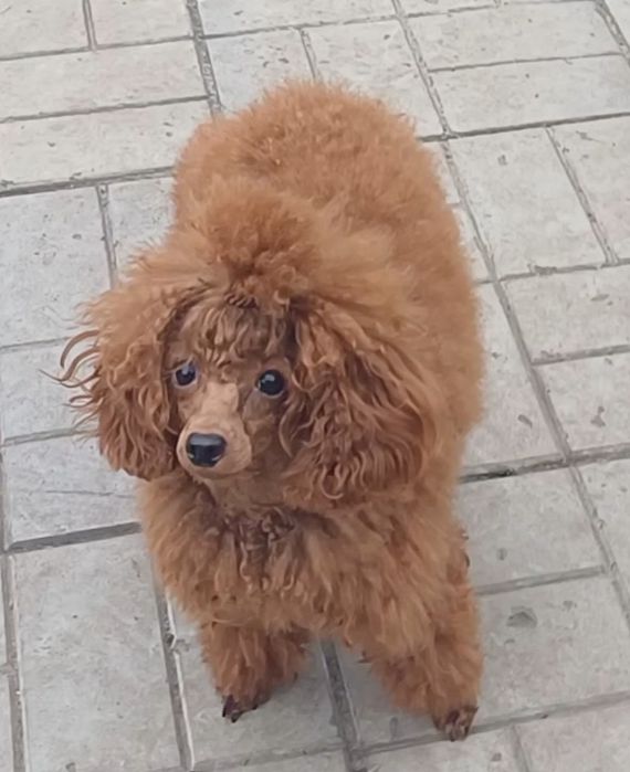 Взрослая девочка той. КСУ