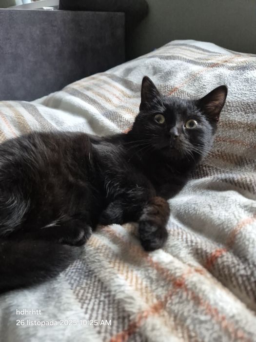 Kotka ok 4 miesiące