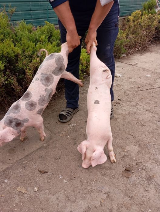 Продам    поросят