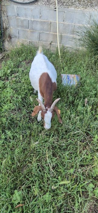 Vendo cabra boer fêmea