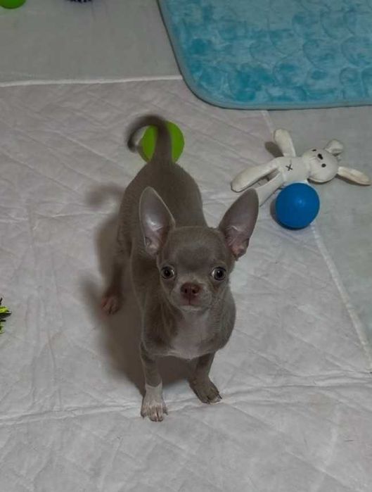 Лілова дівчинка, документи КСУ.