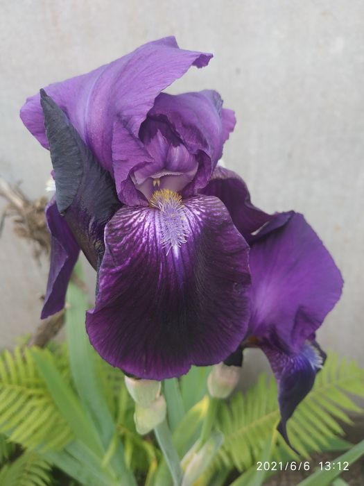 Іриси бородаті високорослі