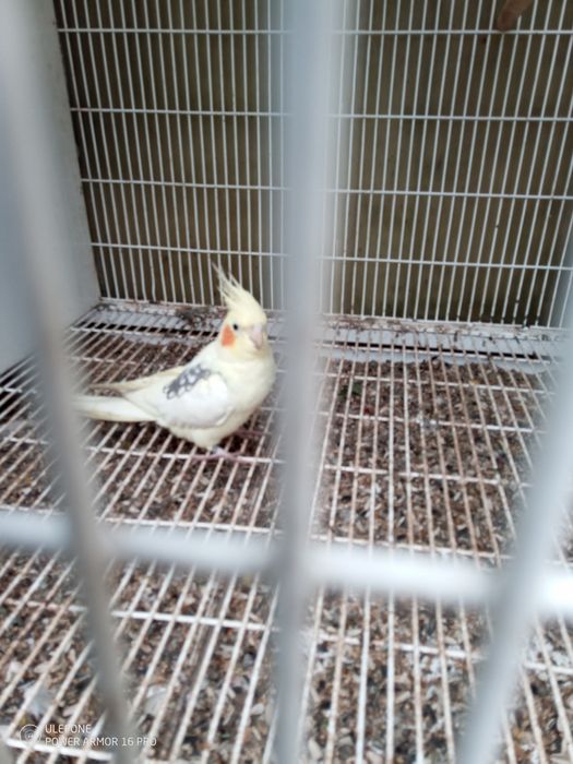 Vendo Caturras a partir de 20€