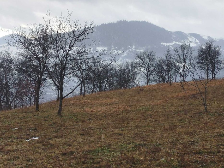 Будинок в Карпатах