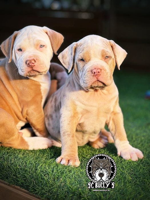American Bully XL ABKC merle tricolor