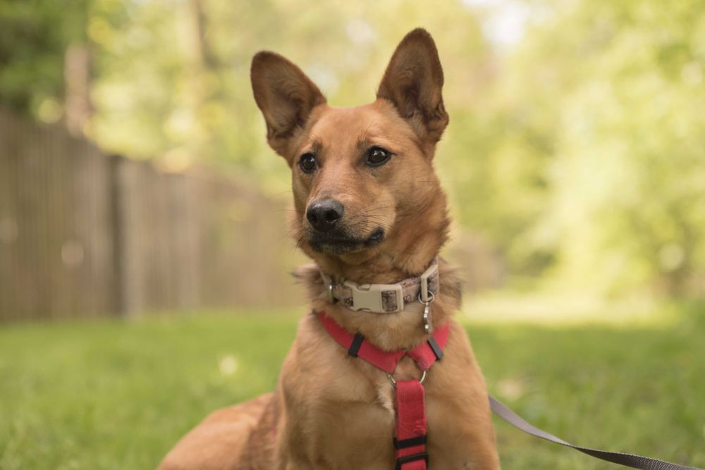 ANIDA - młoda ruda sunia