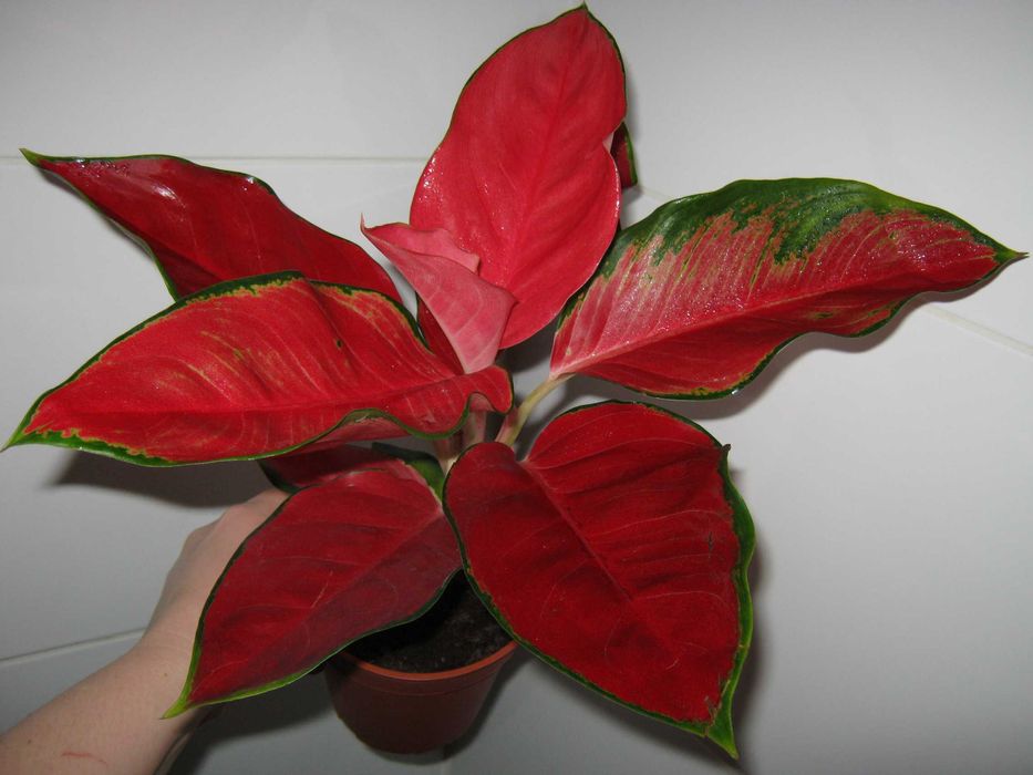 калатея аглаонема филодендрон драцена  дек. лиственные цветы от200грн