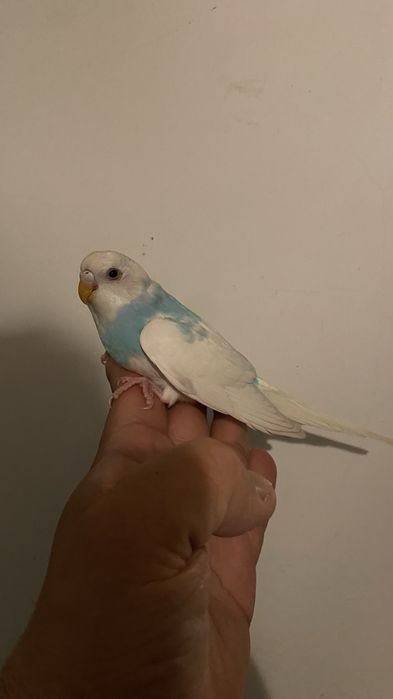 Fantastico Periquito domesticado - baixa de preço