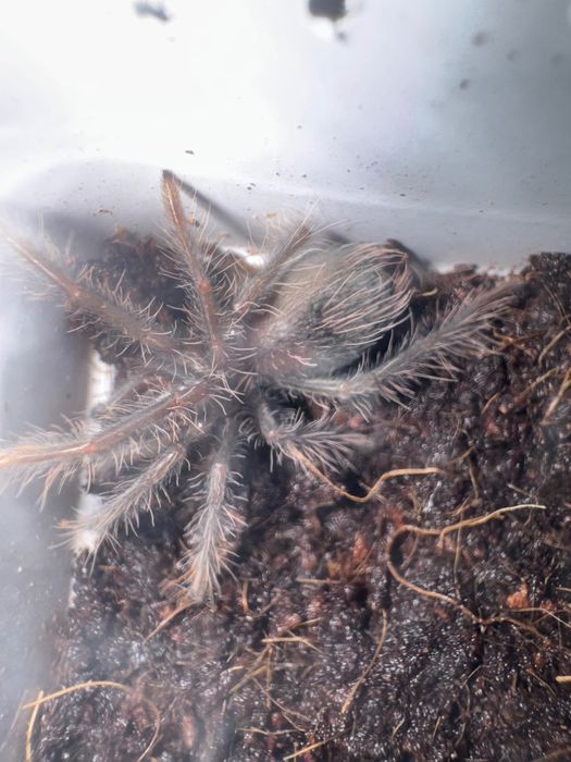 Xenesthis immanis L4
