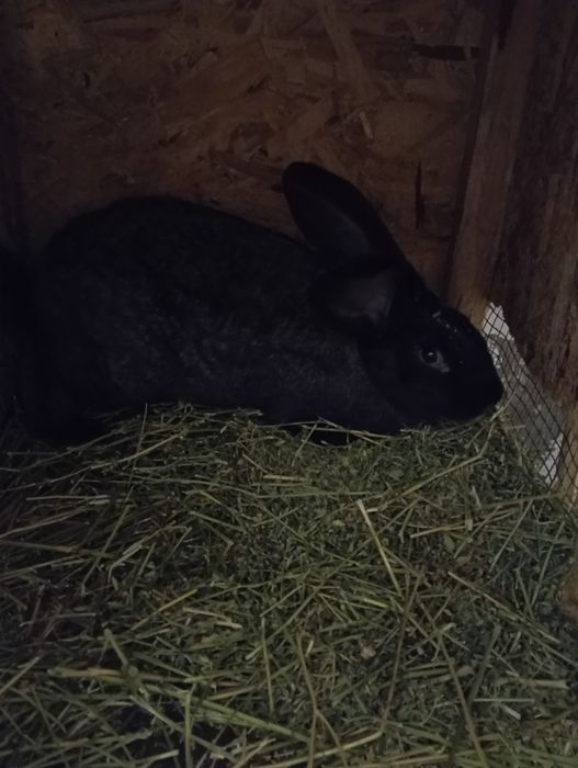 Кролі полтавської срібної породи та бургунці.