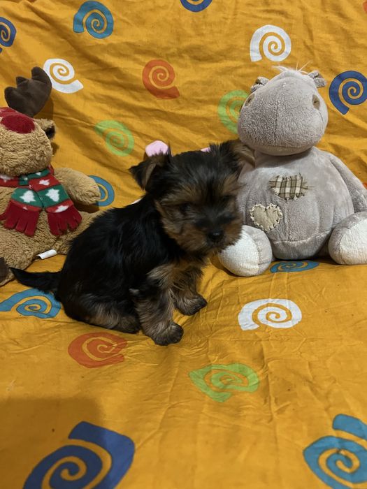 Цуценята йоркширського терʼєра дівчинка