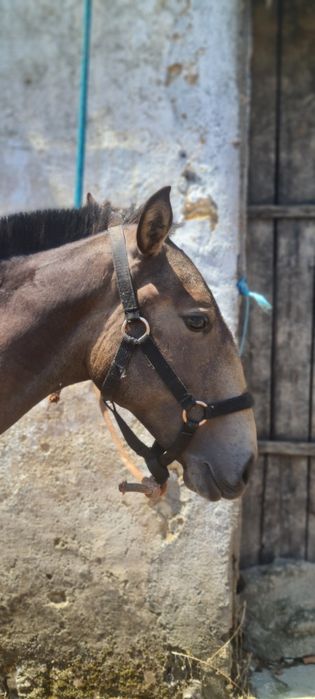 Poldra Lusitana baia 15meses