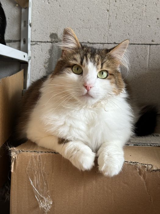 Котик в добрі руки