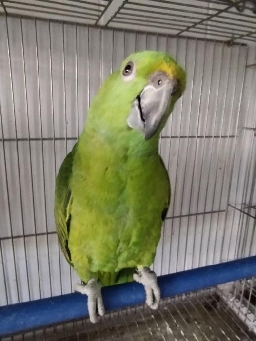 Amazona auropalliata