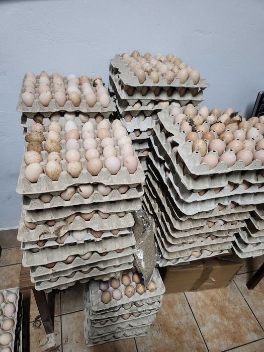 Kury z jajkiem ! Młode NIOSKI z Hodowli ! Leghorn Messa Rossa Dominant