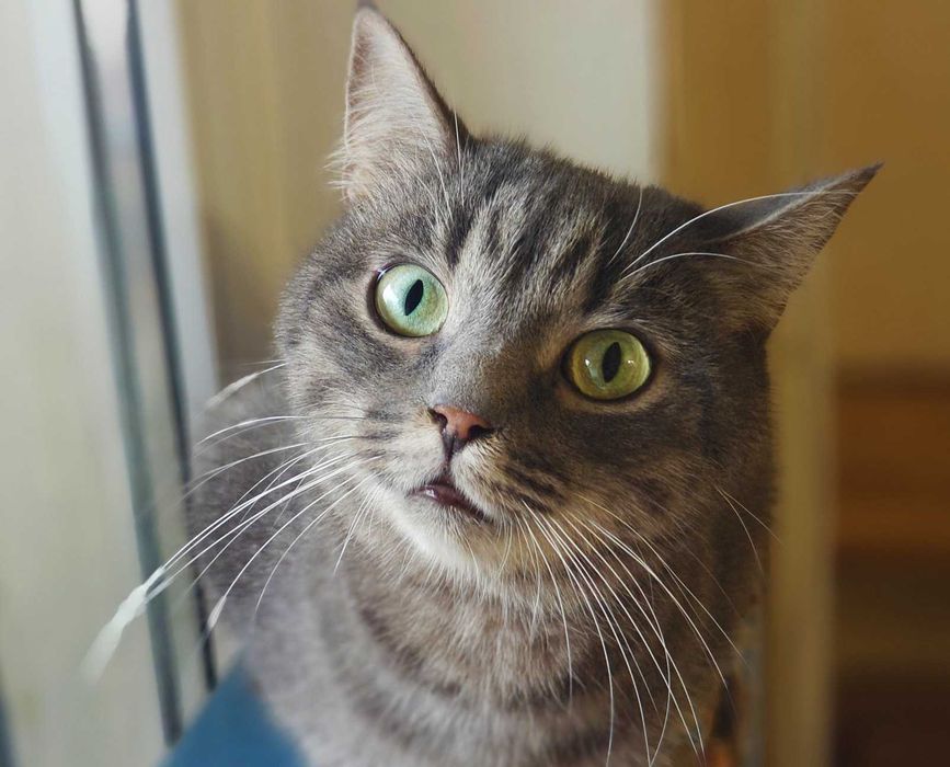 Блакитно-сіра киця Грушка шукає затишний дім / 1,5р кішка кошеня кіт