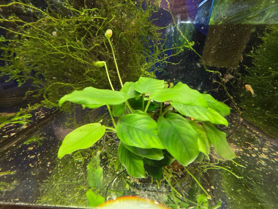Rośliny akwariowe - anubias na skale