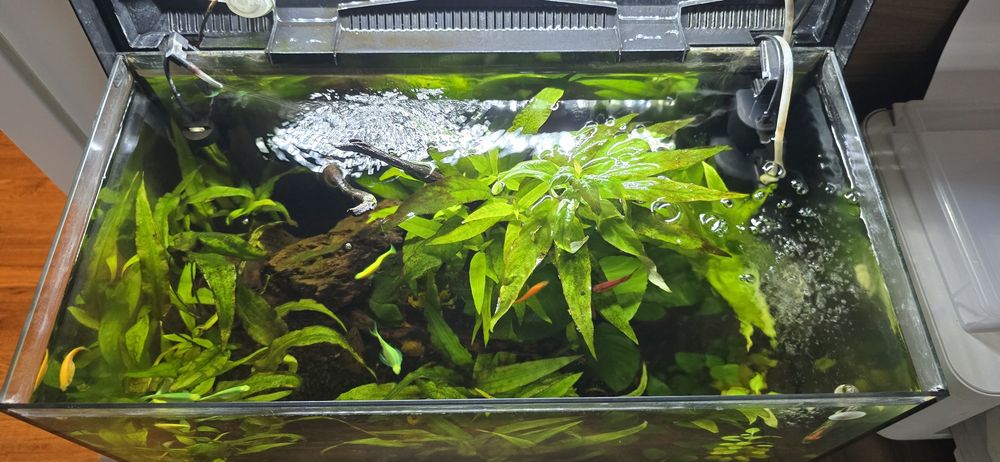 Sprzedam akwarium 60 kompletne neonki, danio, stabilne