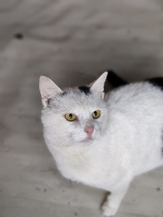 Yoko rozgląda się za domem