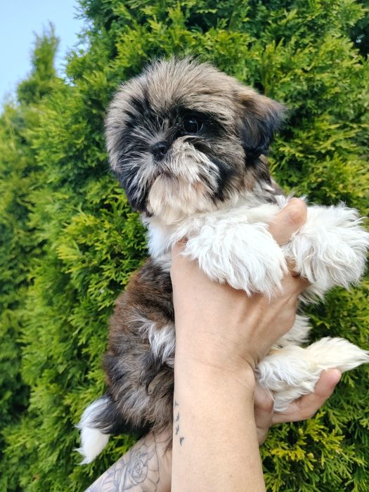 Piękna sunia Shih Tzu z rodowodem