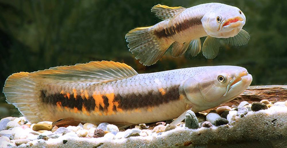 RYBA WILK - Erythrinus erythrinus - odłów - WF - dowóz, wysyłka