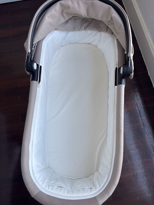 Alcofa cybex Gazelle