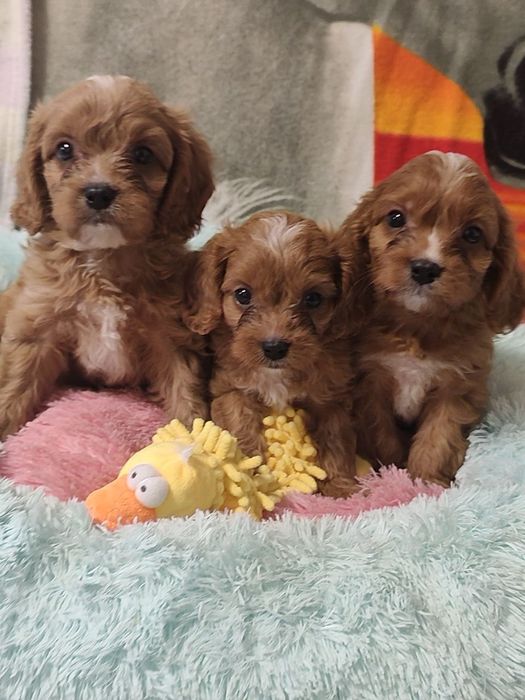 Очаровательные детки КаваПу