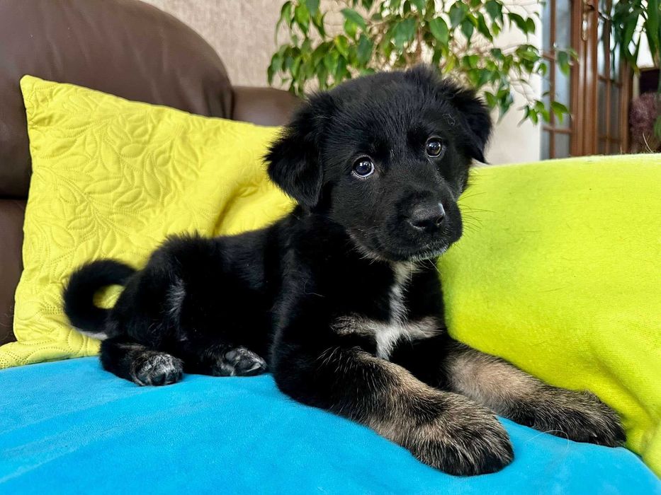 Szczeniak do adopcji - malutki Szalik!