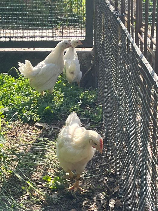 Pintos Leghorn .