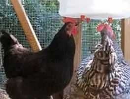 Bebedouro para pintos, galinhas, galos, frangos