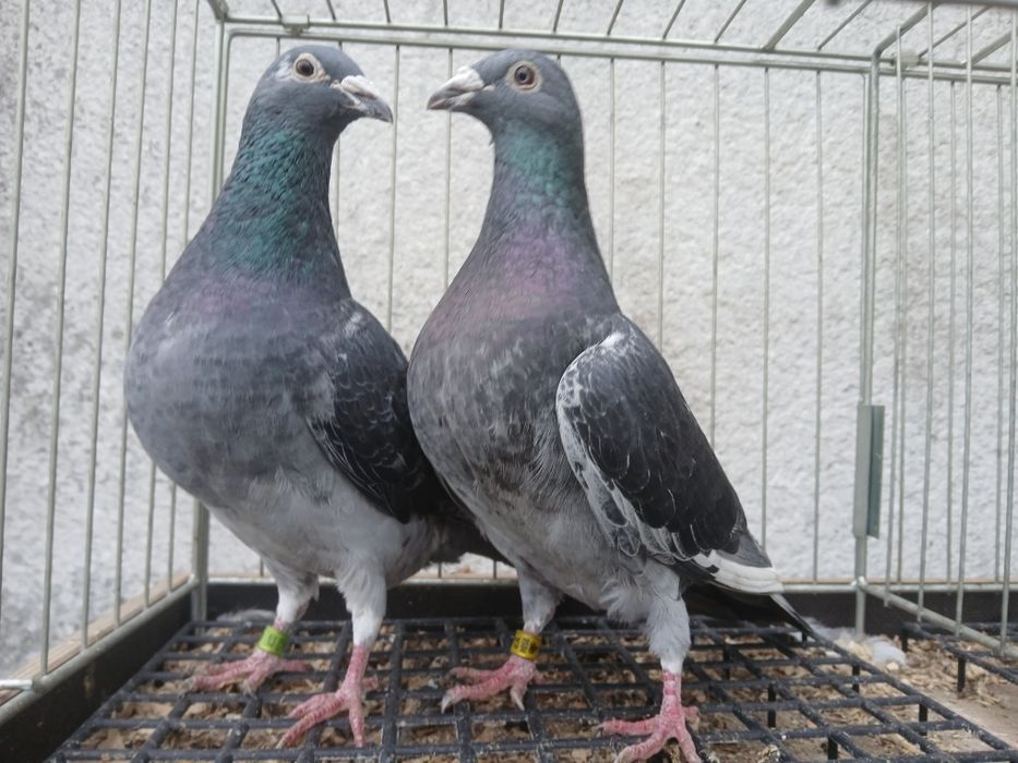 Gołębie pocztowe arden