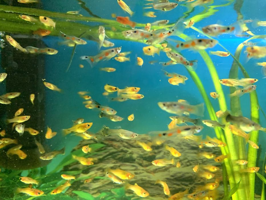 Рыбки меченосец, моллинезия