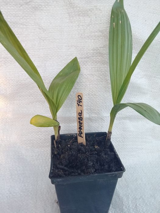 Садові орхідеї «Блетілла», в горщиках, вкорінені