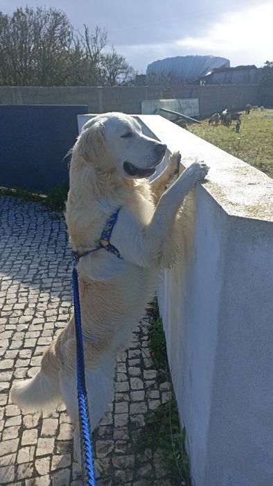Procuro namorada para Golden macho