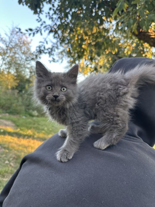 Ласкаві кошенята