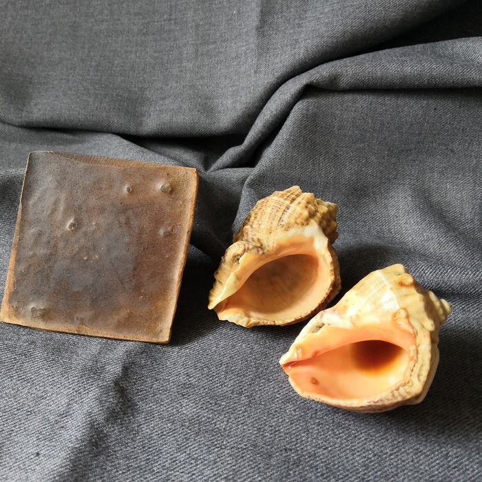 Piramida egipska, amfora, muszle rapana venosa