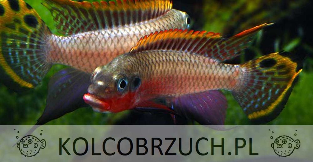 Barwniak szmaragdowy NIGERIA RED - Pelvicachromis taeniatus - dowóz