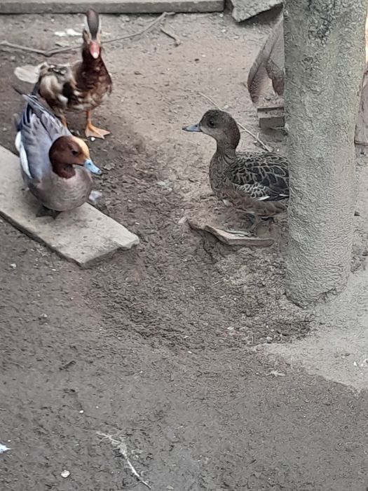 Patos exóticos  e  pavões