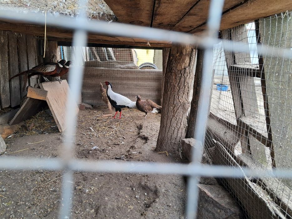 Продам пару серебристих фазанів