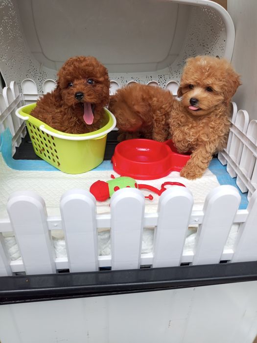 Два + міс.МальтіпуF1 дівчатка