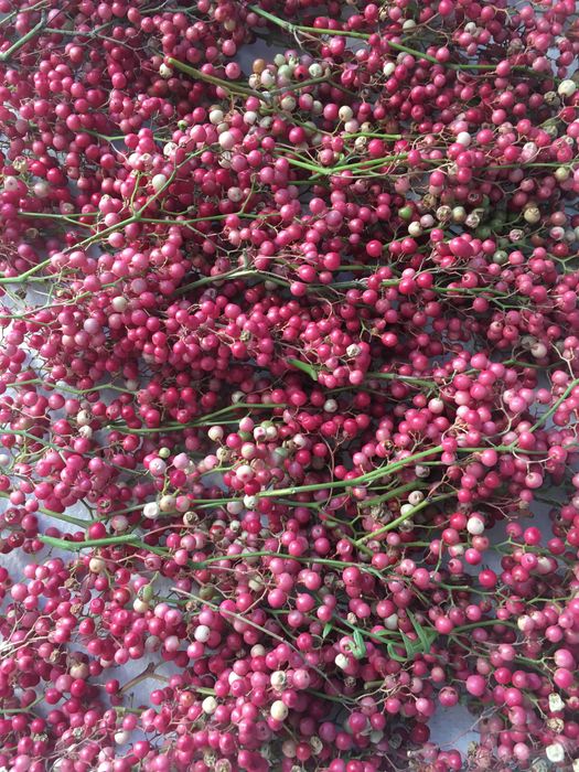 Pimenta Cumarí Amarela.