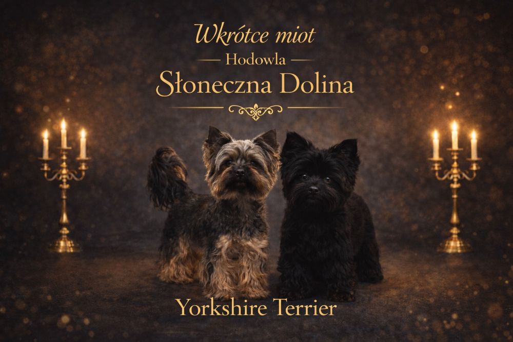 Yorkshire terrier Zapowiedz miotu