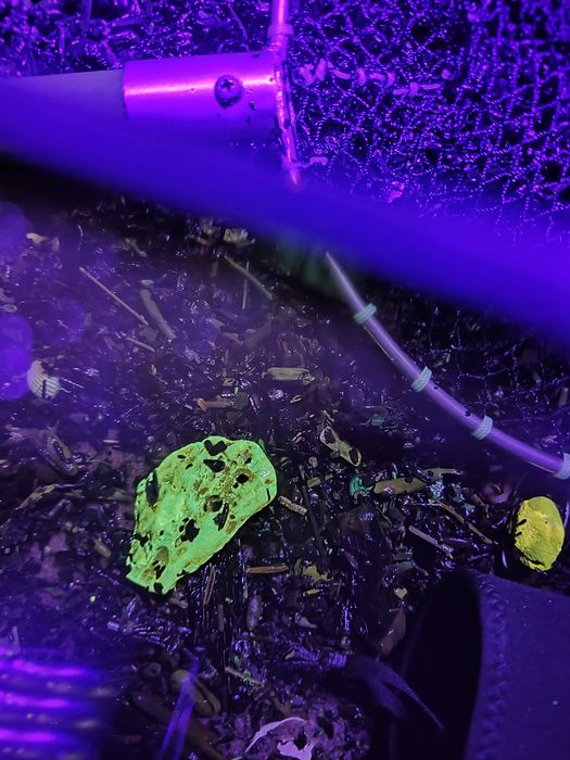 Lampa latarka szperacz UV  do bursztynu  420 nm 48w