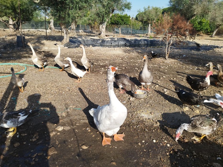 Vendo  várias raças de patos