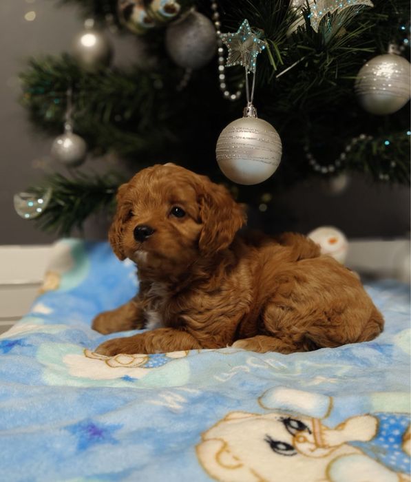 Cavapoo - Kawaler