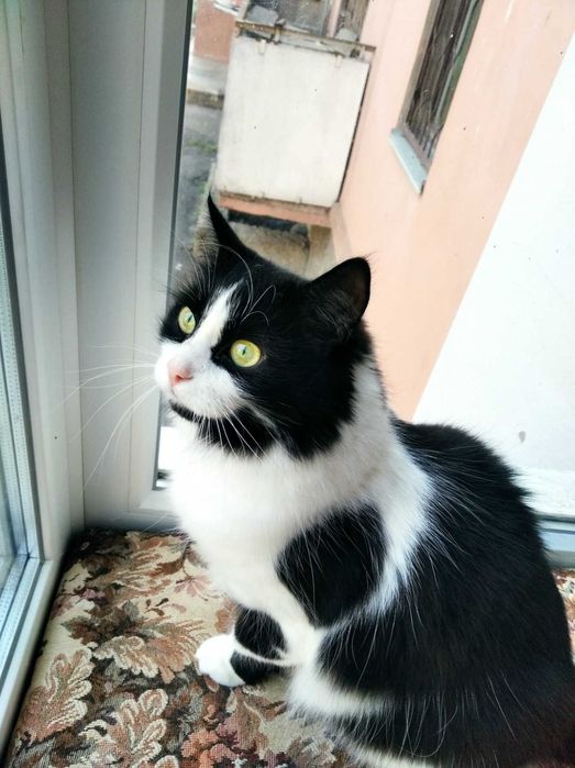 Віддам котиків в добрі руки