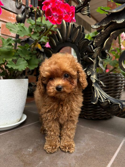 Мальтиау мені F1 -F2