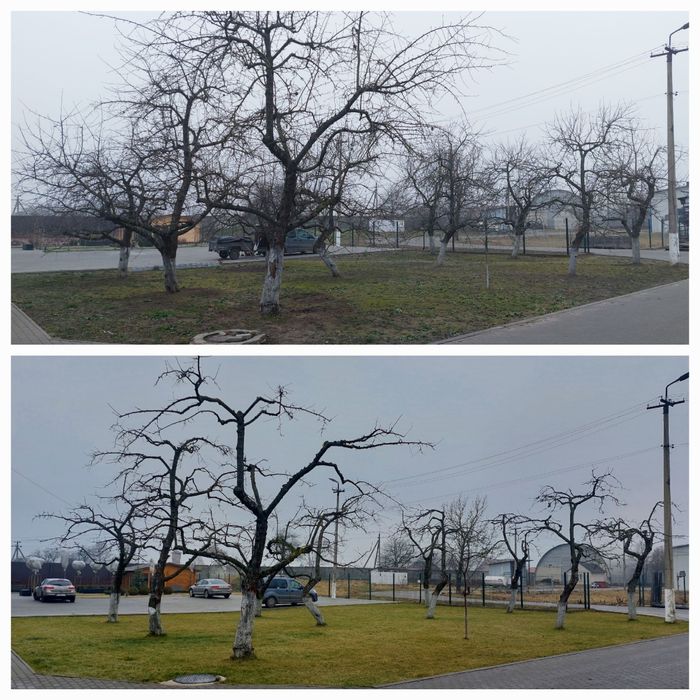 Професійна обрізка вашого саду, Кронування, Зріз, Дроблення, Обробка
