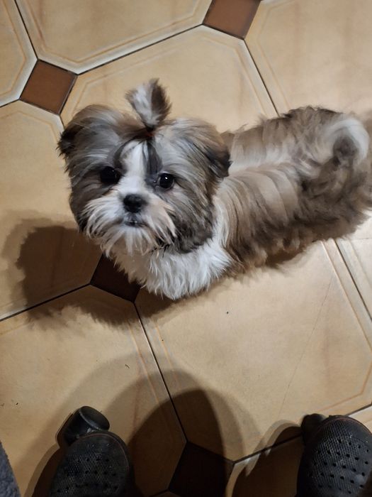 Shih_tzu piesek mały