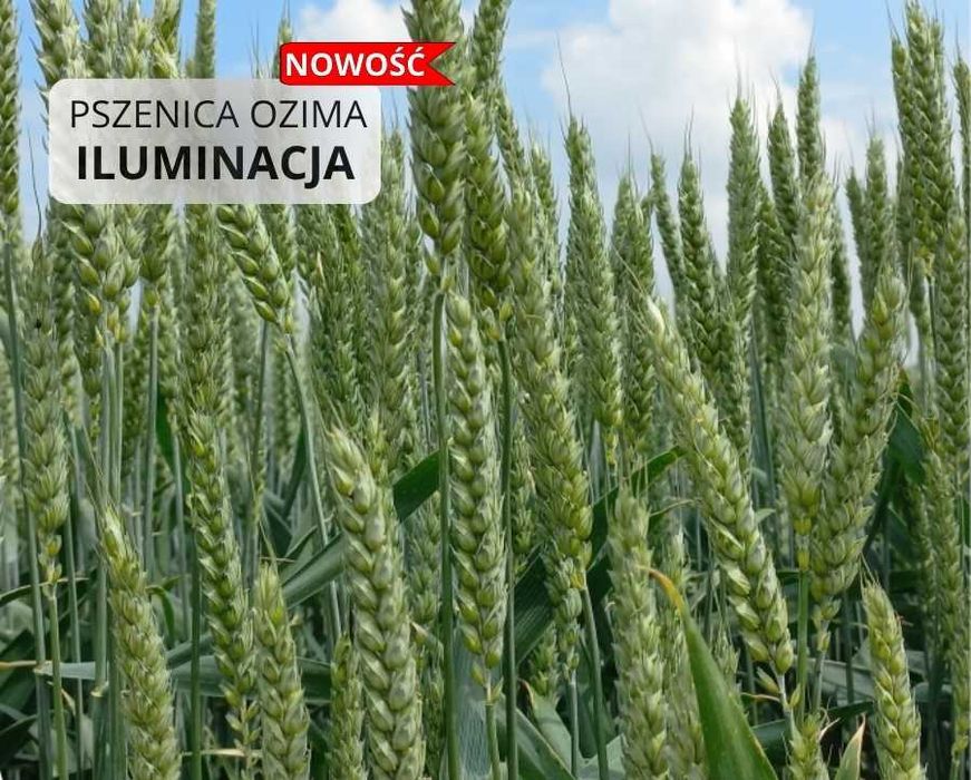 Pszenica ozima Iluminacja jakościowa A/B kwalifikowana Nowość późne zasiewy